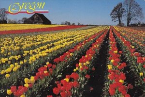 One Of The Many Tulip Farms In The Beautiful Willamette Valley In Oregon Port...