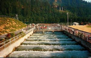 Oregon Columbia River Bonneville Dam Fish Ladders