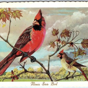 1966 IL Illinois State Bird Cardinal Red Bird Ken Haag Painting Art PC Vtg A334