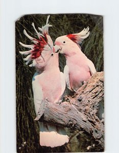 Postcard Topsy and Pinky, Leadbeater Cockatoos, Parrot Jungle, Miami, FL