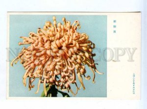 204271 CHINA chrysanthemum awakened lion old postcard