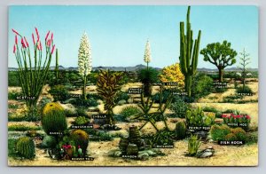 A Few Varieties Of Desert Vegetation Arizona Vintage Postcard Posted 1962 Amboy