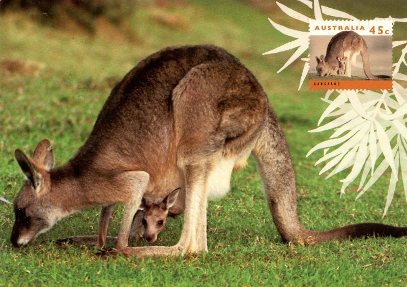 Female Eastern Grey Kangaroo
