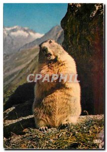 Modern Postcard Marmot Marmot