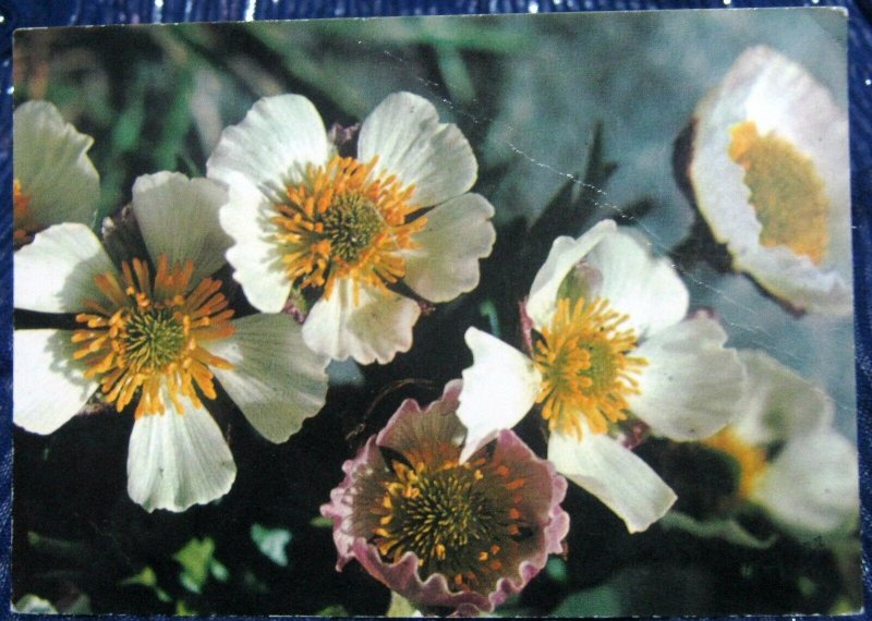 Norway Glacier Crowfoot Flower - posted 1971