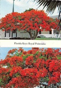 Royal Poinciana , Florida Keys   