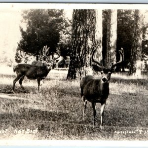 c1940s Hunting Deer? RPPC Not Bad Buck Real Photo Adorable Curious Animal A165