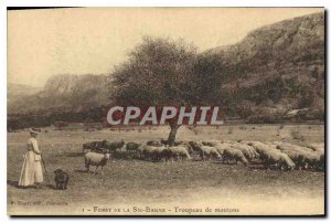 Postcard Old Forest of Ste Baume Flock of sheep