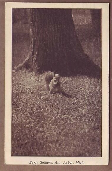 Ann Arbor Michigan squirrel early settlers postcard