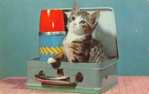 CAT IN LUNCH BOX WITH THERMOS CURT TEICH POSTCARD (c. 1950s)