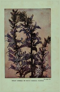 Vintage 1922 Print Blue Cardinal Ironweed 2 Side Flowers You Should Know