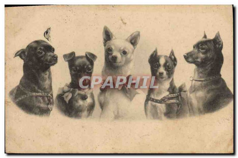 Postcard Old Dog Dogs Puppy