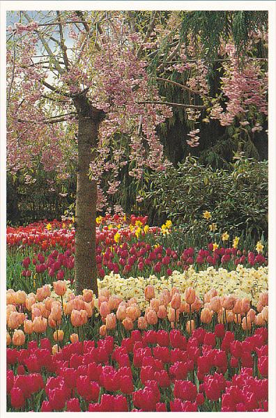 Tulips At Roozengaarde Division Of Washington Bulb Company Mount Vernon Washi...