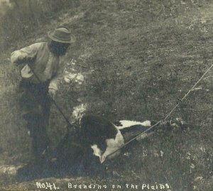 Kearney NEBRASKA RP c1910 COWBOY BRANDING COW Wild West S.D. BUTCHER & SON