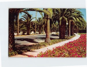 Postcard An Avenue of Palms in California USA