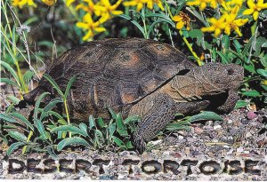 The Desert Tortoise Feeding on Wildflowers in Sonoran Desert 4 by 6