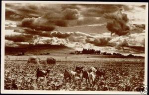 ethiopia, AKAKI, View at Sunset, Catlle (1930s) RPPC