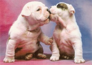 Animals. Dogs couple. Kissing Modern Spanish photo postcard.Size 17 x 12 cms.