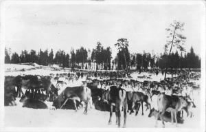 BG19718 poroaidalla real photo finland suomi reindeer