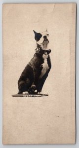 RPPC American Pit Bull Terrier Studded Spiked Collar Trimmed Photo Postcard S27