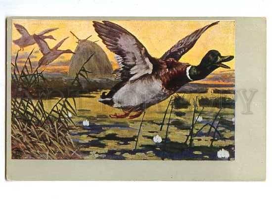 127980 HUNT Flying DUCK Vintage Colorful PC