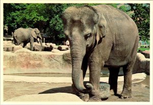 Salt Lake City, UT Utah  ELEPHANTS Hogle Zoological Gardens  ZOO  4X6 Postcard