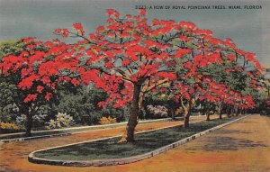 Row of Royal Poinciana Trees - Miami, Florida FL  