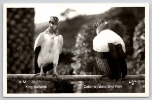 King Vultures Catalina Island Bird Park RPPC Postcard W22