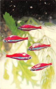 US51 animals fish Cardinal Tetra Cheirodon axelrodi South America postcard