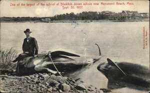 Monument Beach Mass MA Dead Blackfish Beached Whale c1910 Vintage Postcard