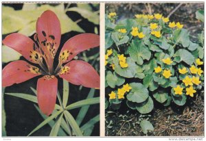 Wood or Red Lily, Marsh-Marigorld or Cowslip Wildflowers of CANADA, 40-60's
