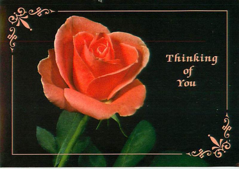 Wasau WI Orange Rose on Black Background   Postcard  # 7414