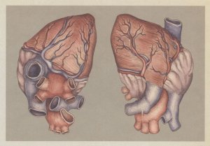 The Heart Anterior & Posterior Morbid Human Anatomy Postcard