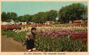 Vintage Postcard Nelis Tulip Farms In May Lakewood Boulevard In Holland Michigan