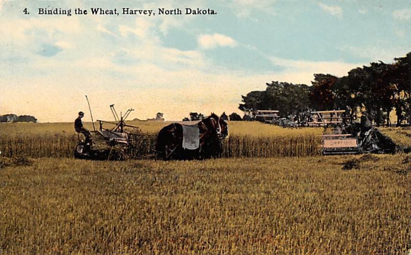 Binding the Wheat Harvey, North Dakota, USA Farming Unused 