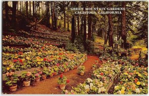 Flowers GREEN MOUNTAIN GARDENS Calistoga, CA Begonias 1950s Vintage Postcard