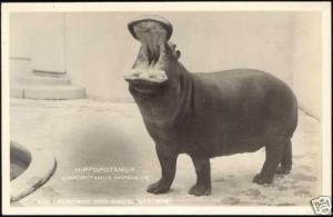Hippo, Hippopotamus in San Francisco ZOO (1950s) RPPC