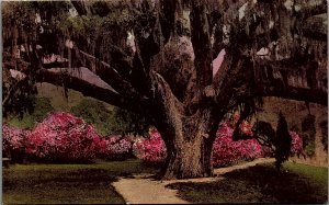 c1910 CHARLESTON SC MIDDLETON PLACE GARDENS THE GREAT OAK POSTCARD 25-23