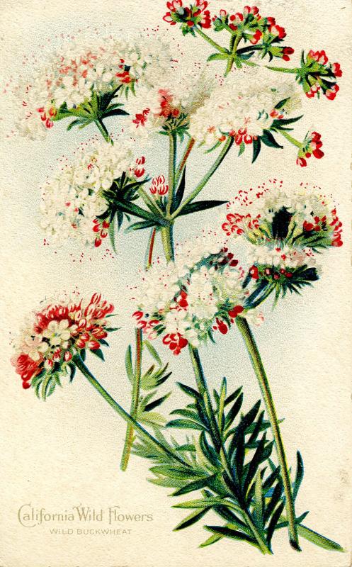 California Wild Flowers Series No. 1 - Wild Buckwheat