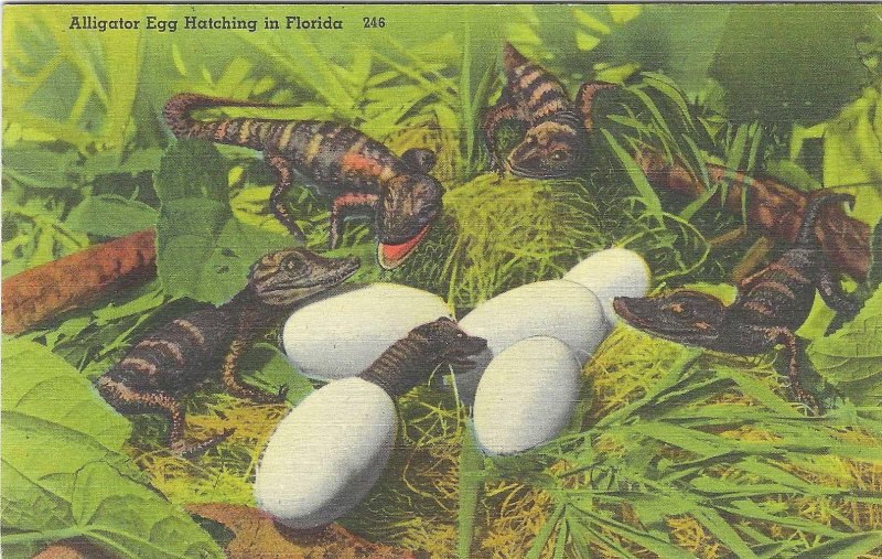 1940's Alligator Egg Hatching in Florida Linen Postcard