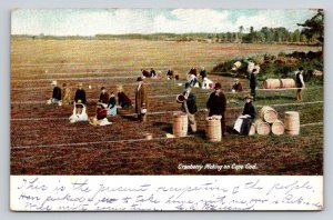 1906  Cranberry Picking on Cape Cod  Massachusetts   Postcard