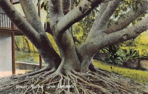 Great Rubber Tree, Bermuda, Early Postcard, Unused