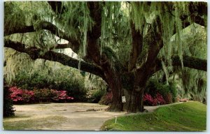 M-22612-1 Middleton Oak Middleton gardens Near Charleston South Carolina