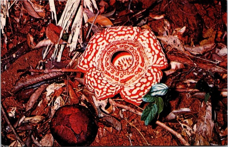 Kinabalu National Park Sabah Malaysia Rafflesia Mushroom Species Chrome Postcard 