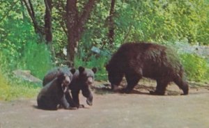 Mother Bear & Cubs Baxter State Wildlife Park Maine Postcard