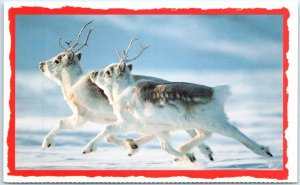 Postcard - Peary caribous dashing through the snow on Ellesmere Island - Canada