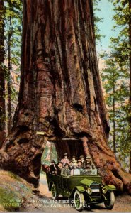 California Yosemite National Park Scene In The Mariposa Big Tree Grove