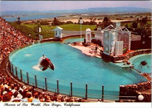 San Diego CA California SEA WORLD Trainer Riding Killer Whale SHAMU 4X6 Postcard