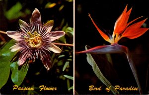 Florida Tropical Plants Passion Flower and Bird Of Paradise