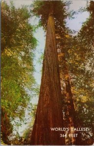 Redwoods World's Tallest Tree 364 Feet Founders Tree CA California Postcard G91